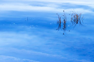 Renkli su doğa arka plan. Soyut su doğa arka plan. Sudaki bitkiler ve yansımalar. 