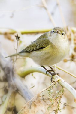 Küçük sevimli kuş. Doğa arka planı. 