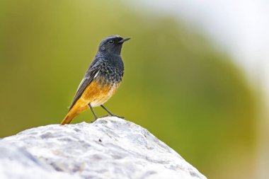 Sevimli küçük siyah turuncu kuş. Yeşil doğa arka planı. Kuş: Siyah Redstart. Fenike ochruros.