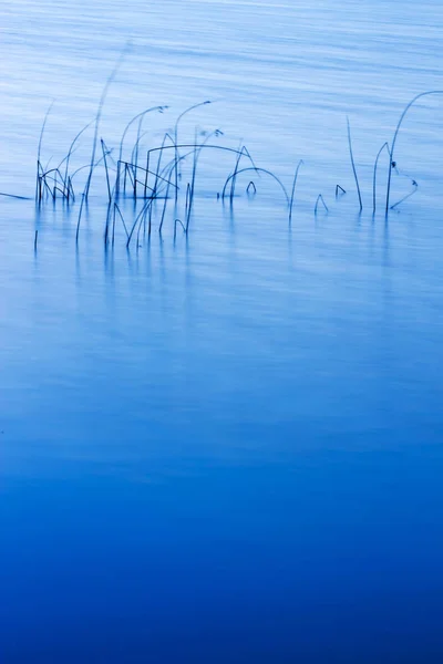 Барвистий Фон Природи Води Анотація Водного Природного Фону Рослини Відображення — стокове фото