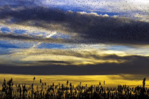 Troupeau Oiseaux Coucher Soleil Fond Ciel Nature Abstraite — Photo