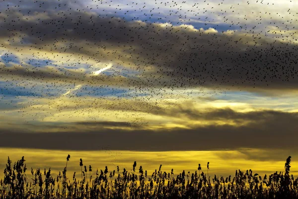 鳥の群れ夕日の空の背景 抽象的な性質 — ストック写真