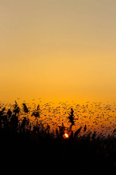 鳥の群れ夕日の空の背景 抽象的な性質 — ストック写真