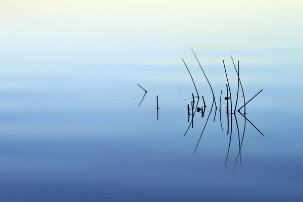 Барвистий Фон Природи Води Анотація Водного Природного Фону Рослини Відображення — стокове фото