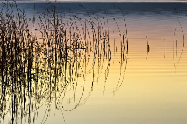 Colorful Water Nature Background Abstract Water Nature Background Plants Reflections — Stock Photo, Image