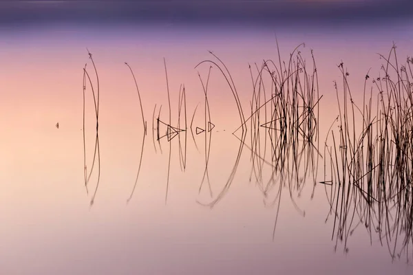 Bunte Wasser Natur Hintergrund Abstrakte Wassernatur Hintergrund Pflanzen Und Spiegelungen — Stockfoto