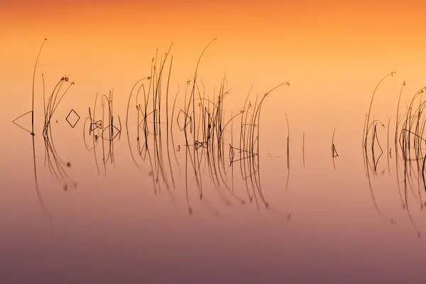 Bunte Wasser Natur Hintergrund Abstrakte Wassernatur Hintergrund Pflanzen Und Spiegelungen — Stockfoto