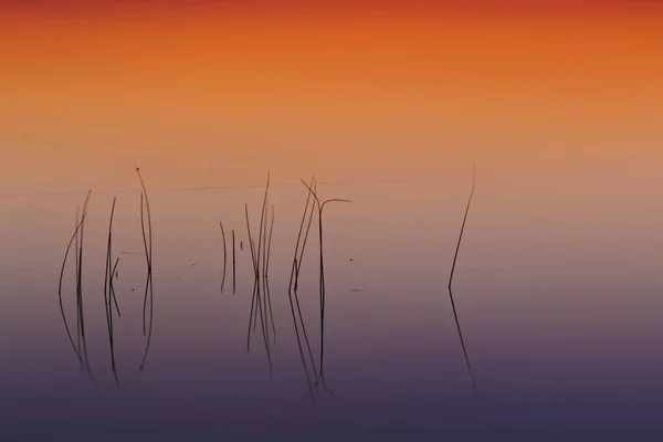 Bunte Wasser Natur Hintergrund Abstrakte Wassernatur Hintergrund Pflanzen Und Spiegelungen — Stockfoto