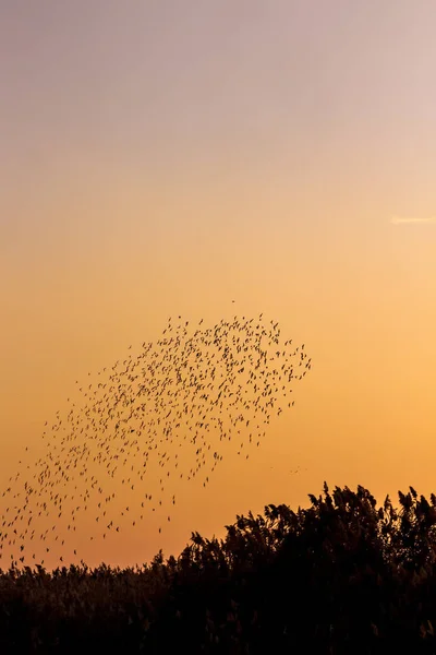Flock Fåglar Solnedgång Himmel Bakgrund Abstrakt Natur — Stockfoto
