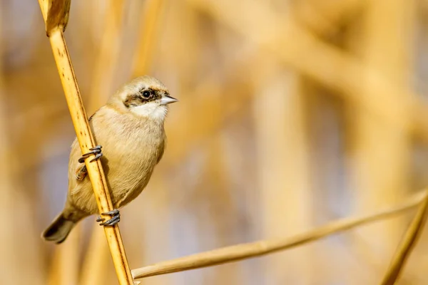 Roztomilá Ptáčku Žlutá Zelená Příroda Ptáček Obecný Eurasijský Penduline Tit — Stock fotografie