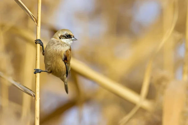 Pajarito Lindo Fondo Verde Amarillo Naturaleza Pájaro Común Penduline Tit — Foto de Stock