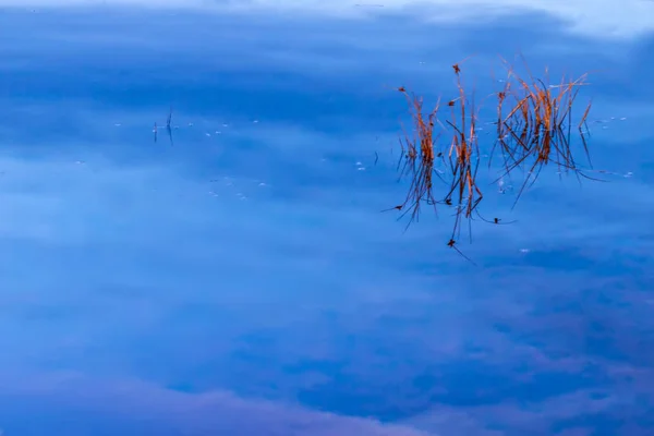 Красочный Водный Фон Природы Абстрактный Природный Фон Растения Отражения Воде — стоковое фото