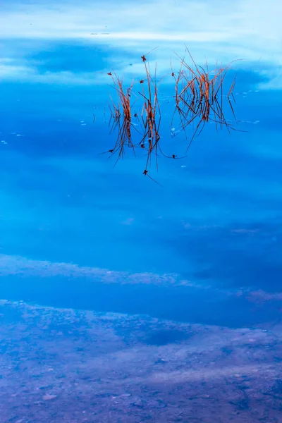 Красочный Водный Фон Природы Абстрактный Природный Фон Растения Отражения Воде — стоковое фото