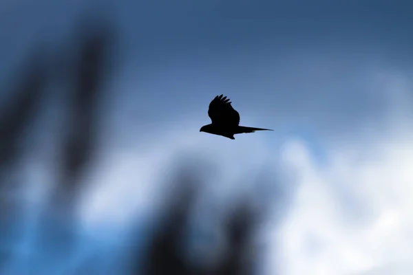 Vliegende Vogel Roofvogel Blauwe Hemel Achtergrond Vogel Westerse Kiekendief Circus — Stockfoto