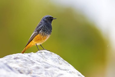 Sevimli küçük siyah turuncu kuş. Yeşil doğa arka planı. Kuş: Siyah Redstart. Fenike ochruros.