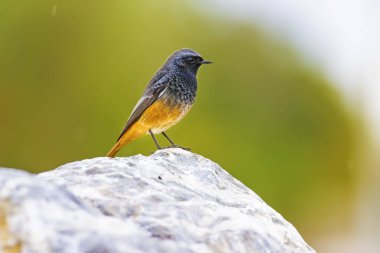 Sevimli küçük siyah turuncu kuş. Yeşil doğa arka planı. Kuş: Siyah Redstart. Fenike ochruros.