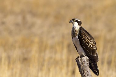 Osprey. Doğa arka planı. Kuş: Batı Osprey. Pandion haliaetus.