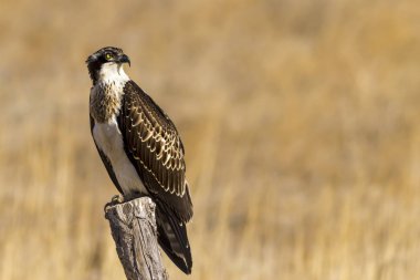 Osprey. Doğa arka planı. Kuş: Batı Osprey. Pandion haliaetus.