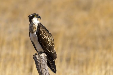 Osprey. Doğa arka planı. Kuş: Batı Osprey. Pandion haliaetus.
