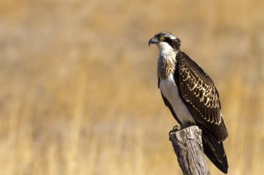 Osprey. Doğa arka planı. Kuş: Batı Osprey. Pandion haliaetus.