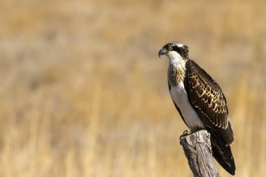 Osprey. Doğa arka planı. Kuş: Batı Osprey. Pandion haliaetus.