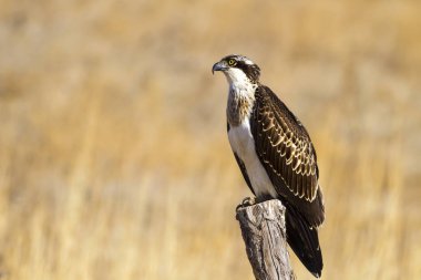 Osprey. Doğa arka planı. Kuş: Batı Osprey. Pandion haliaetus.