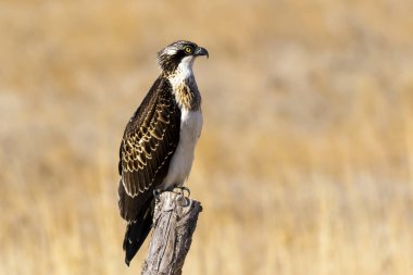 Osprey. Doğa arka planı. Kuş: Batı Osprey. Pandion haliaetus.