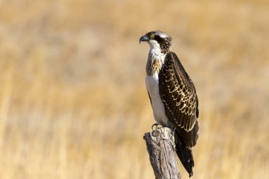Osprey. Doğa arka planı. Kuş: Batı Osprey. Pandion haliaetus.