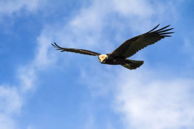 Uçan kuş. Yırtıcı kuş. Mavi gökyüzü arka planı. Kuş: Batı Bataklık Harrier. Sirk aeruginosus.