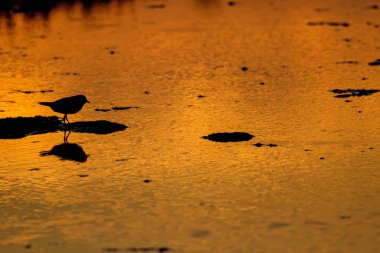 Gün batımı Doğa ve kuş silueti. Sıcak renkler arka plan. 