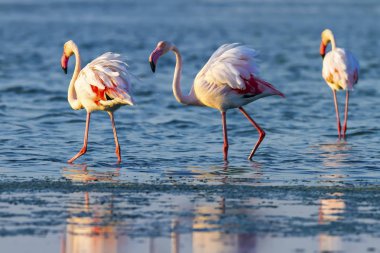 Flamingo. Renkli doğa arka plan. Kuş: Büyük Flamingo. Fenikekopterus roseus. 
