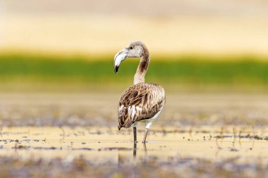 Flamingo. Renkli doğa arka plan. Kuş: Büyük Flamingo. Fenikekopterus roseus. 