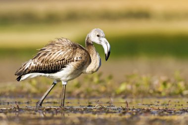 Flamingo. Renkli doğa arka plan. Kuş: Büyük Flamingo. Fenikekopterus roseus. 