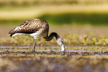 Flamingo. Renkli doğa arka plan. Kuş: Büyük Flamingo. Fenikekopterus roseus. 