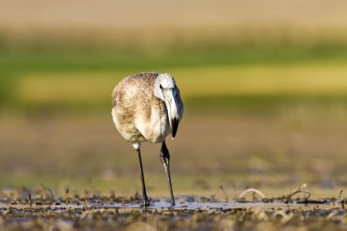 Flamingo. Renkli doğa arka plan. Kuş: Büyük Flamingo. Fenikekopterus roseus. 
