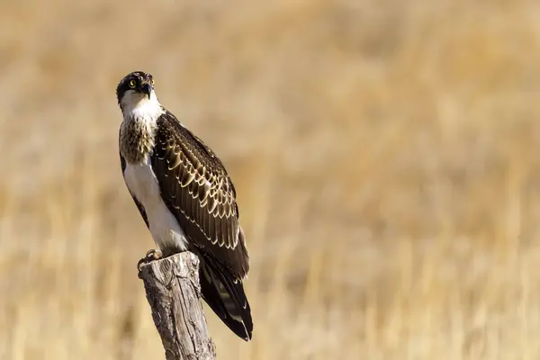 Osprey Přírodní Pozadí Ptáci Západní Osprej Pandion Haliaetus — Stock fotografie