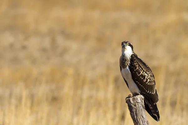 스프레이 배경입니다 Osprey 팬디온 할랴에투스 — 스톡 사진