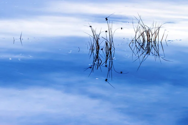 Озеро Тростник Абстрактный Фон Заката Природы Технология Длительной Экспозиции — стоковое фото