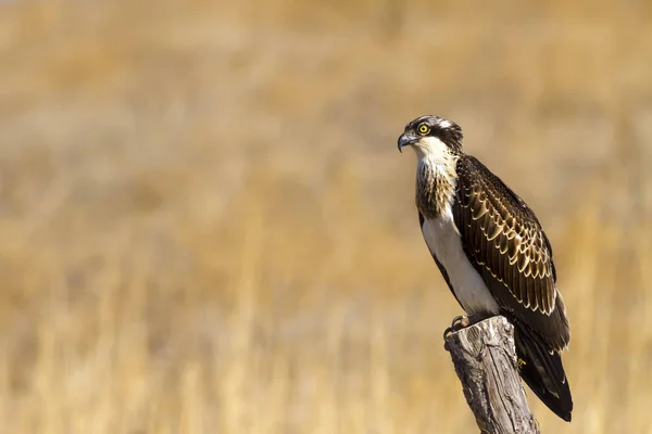 Osprey Fundo Natureza Pássaro Western Osprey Haliéto Pandião — Fotografia de Stock