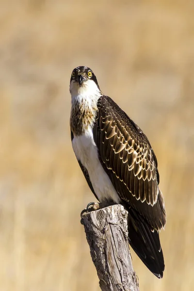 Osprey Přírodní Pozadí Ptáci Západní Osprej Pandion Haliaetus — Stock fotografie
