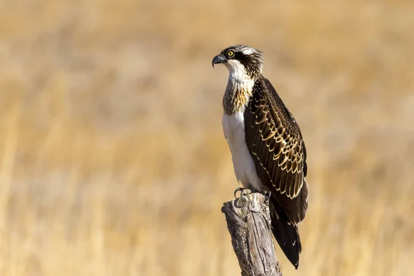 스프레이 배경입니다 Osprey 팬디온 할랴에투스 — 스톡 사진