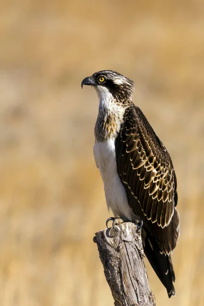 스프레이 배경입니다 Osprey 팬디온 할랴에투스 — 스톡 사진