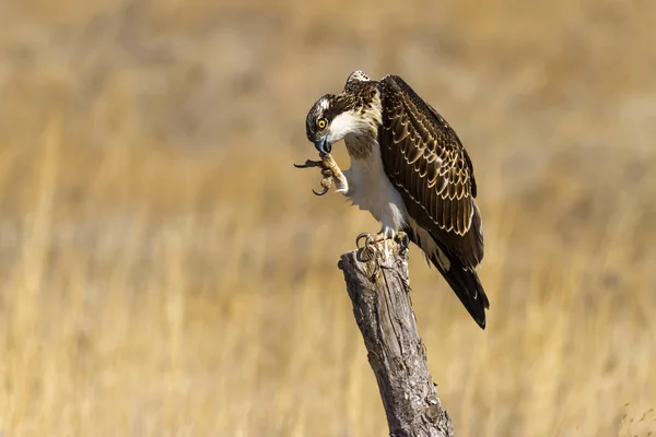 스프레이 배경입니다 Osprey 팬디온 할랴에투스 — 스톡 사진