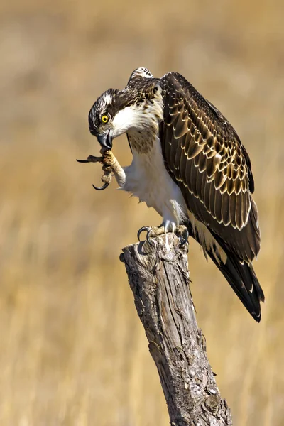 Osprey Fondo Naturaleza Bird Western Osprey Pandion Haliaetus — Foto de Stock
