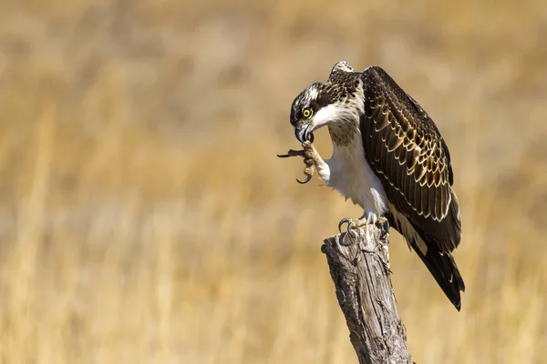 Osprey. Doğa arka planı. Kuş: Batı Osprey. Pandion haliaetus.