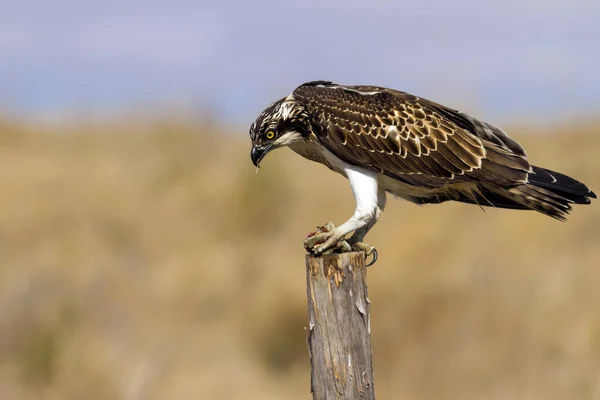Osprey Fondo Naturaleza Bird Western Osprey Pandion Haliaetus — Foto de Stock