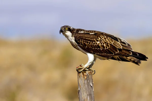 Osprey Přírodní Pozadí Ptáci Západní Osprej Pandion Haliaetus — Stock fotografie