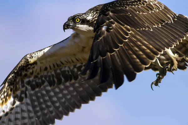 Osprey Fundo Natureza Pássaro Western Osprey Haliéto Pandião — Fotografia de Stock