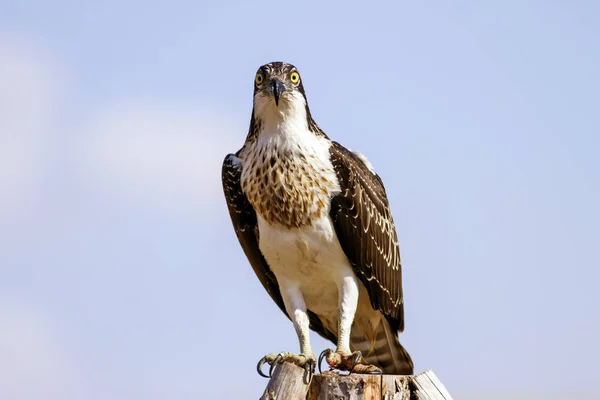 Osprey Fundo Natureza Pássaro Western Osprey Haliéto Pandião — Fotografia de Stock