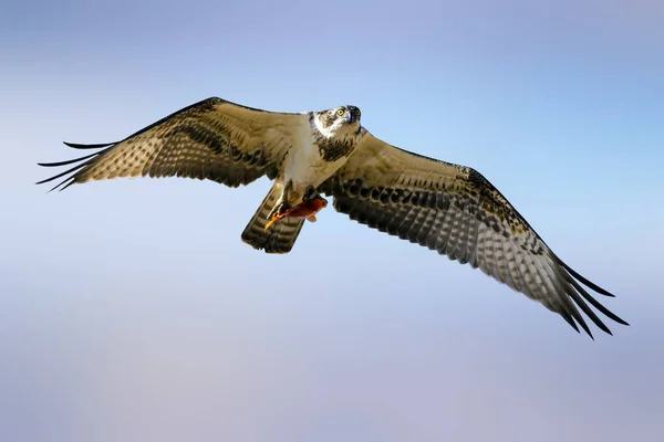 Fischadler Natur Hintergrund Vogel Fischadler Pandiahaliaetus — Stockfoto